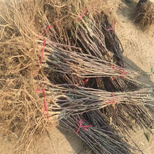 天津矮化苹果苗、矮化苹果苗种植技术图片