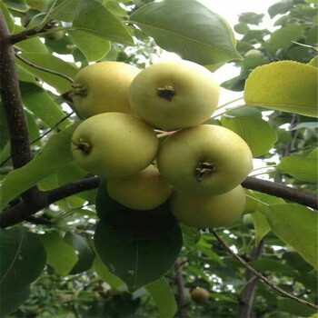 上海黑鉆蘋果苗、黑鉆蘋果苗種植技術(shù)