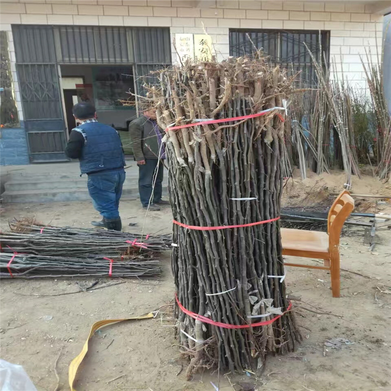 陕西水蜜桃苹果苗、水蜜桃苹果苗种植合作社