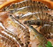 上海进口水产品清关代理公司孟加拉黑虎虾进口清关水产品进口通关