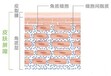 角质层的作用是什么去角质注意事项有哪些