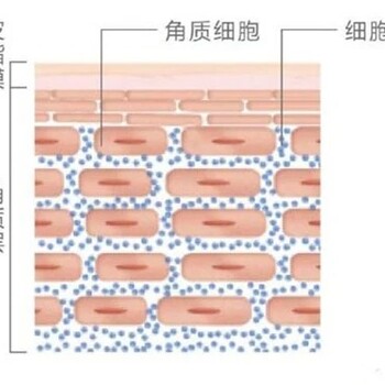 角质层的作用是什么去角质注意事项有哪些