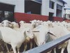 新疆杜泊羊养殖基地哪里有
