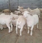 西安萨福克羊养殖基地热线