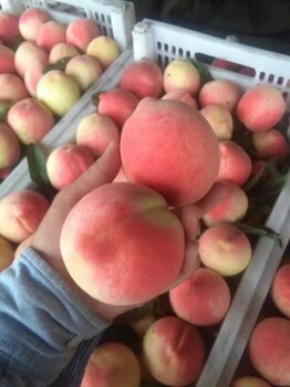 水蜜桃新品種久保桃的特點和價格哪里賣的品種成活率高