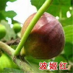 新疆早黄无花果当年可结果盆栽地栽庭院无花果苗