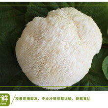 东北猴头菇产地直销猴头菇图片