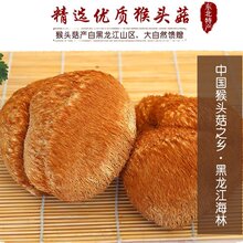 中国猴头菇之乡产地批发零售猴头菇图片