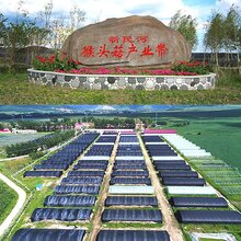 东北猴头菇蘑菇批发产地批发图片