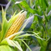 甜玉米究竟是不是转基因玉米？