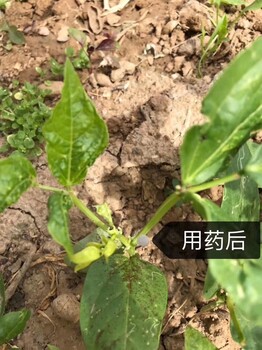 布谷农业旋风头48%噻虫胺烟碱类蚜虫无抗性杀虫剂