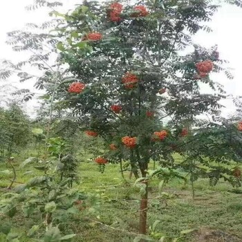 花楸樹百花花楸紅果花楸