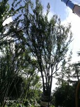 1564890127035757800-0.jpg@1e_1c_220w_220h_90Q.jpg