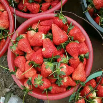 草莓苗、草莓苗培育基地