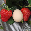 优质奶油草莓苗、奶油草莓苗哪里便宜图片