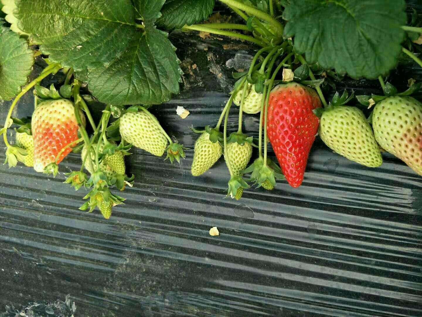 白草莓苗、白草莓苗今日报价
