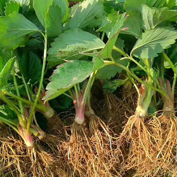 草莓苗、草莓苗培育基地