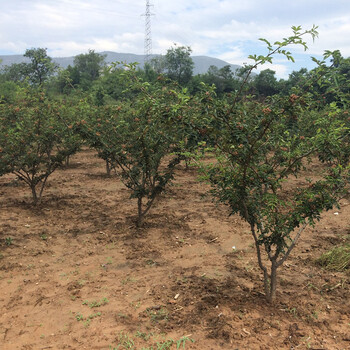 甘肃麻椒树苗种植基地