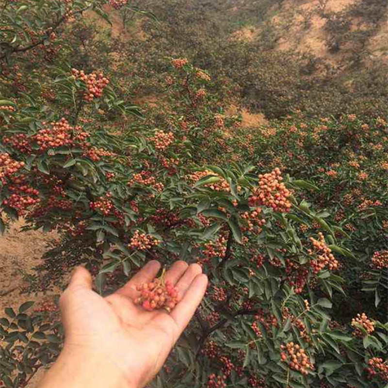 5公分红花椒树苗几年结果
