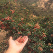 海南麻椒树苗价格图片