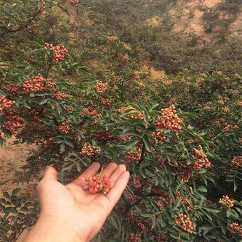 贵州红花椒树苗几年结果