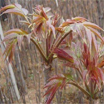 1年紅油香椿苗、紅油香椿苗種植技術(shù)