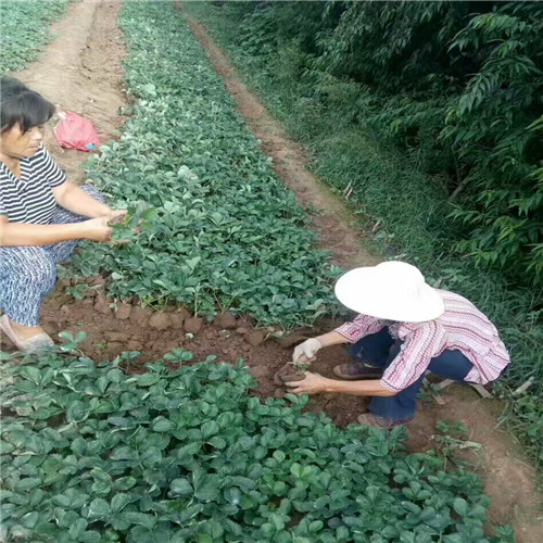 什么地方卖红颊草莓苗，红颊草莓苗管理技术