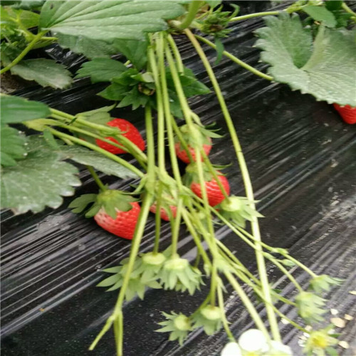 一年妙香草莓苗，妙香草莓苗品種選擇