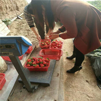 什么地方賣(mài)奶油草莓苗，奶油草莓苗結(jié)果優(yōu)良