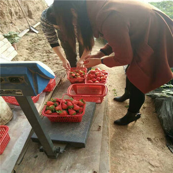 什么地方卖奶油草莓苗，奶油草莓苗结果优良