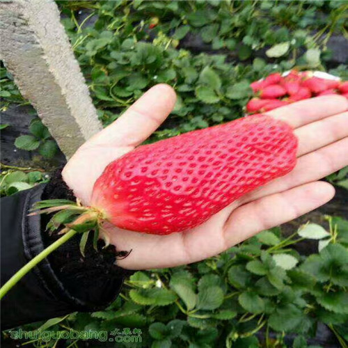 哪里有白果草莓苗，白果草莓苗耐储存品种