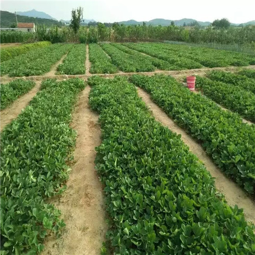 一年奶油草莓苗，奶油草莓苗高产丰收