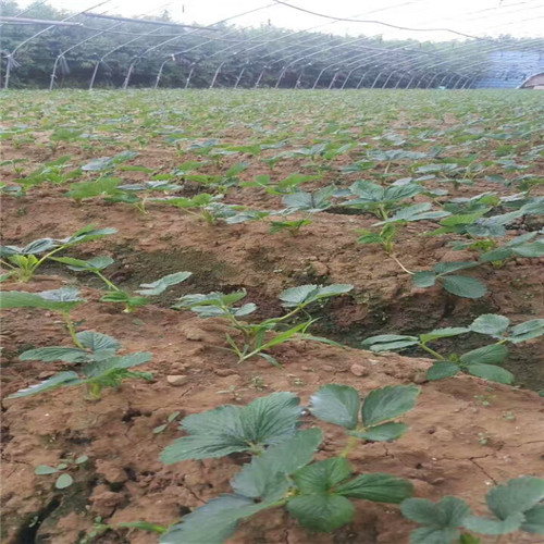 哪里批发红颊草莓苗，红颊草莓苗管理技术