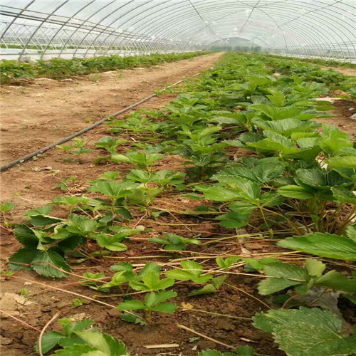 哪里有白果草莓苗，白果草莓苗耐储存品种