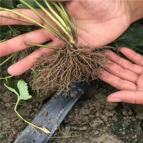 哪里买香蕉品种草莓苗，香蕉品种草莓苗施肥介绍