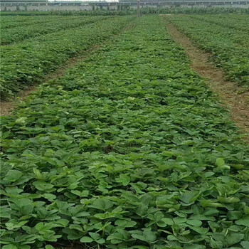哪里出售妙香7號草莓苗，妙香7號草莓苗易成活
