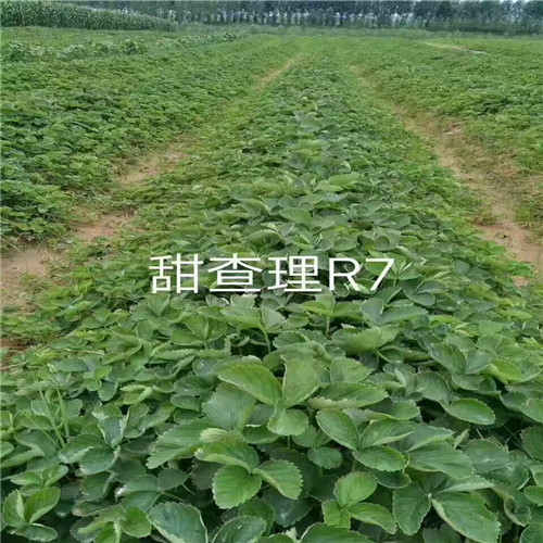 一年脱毒草莓苗，脱毒草莓苗大棚建园