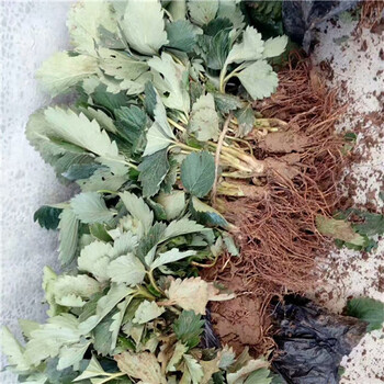 一年妙香草莓苗，妙香草莓苗耐儲存品種