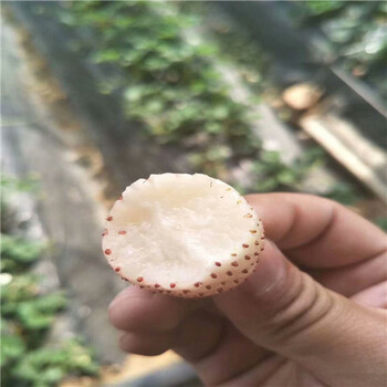 哪里有香蕉品種草莓苗，香蕉品種草莓苗管理技術(shù)