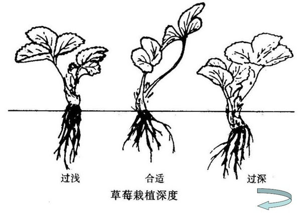 哪里有草莓苗品种，草莓苗品种品种