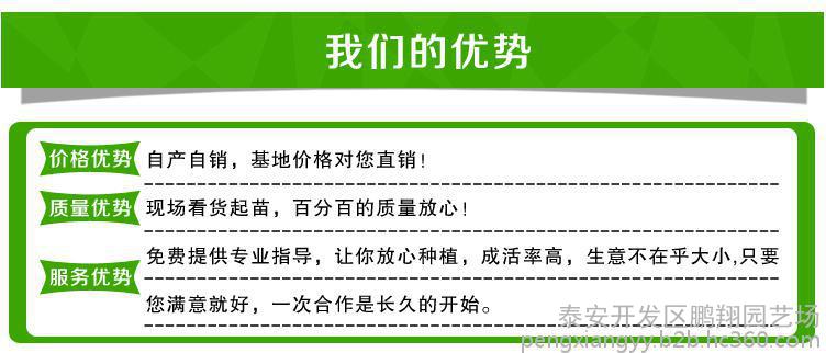 哪里有香蕉品種草莓苗，香蕉品種草莓苗光照條件