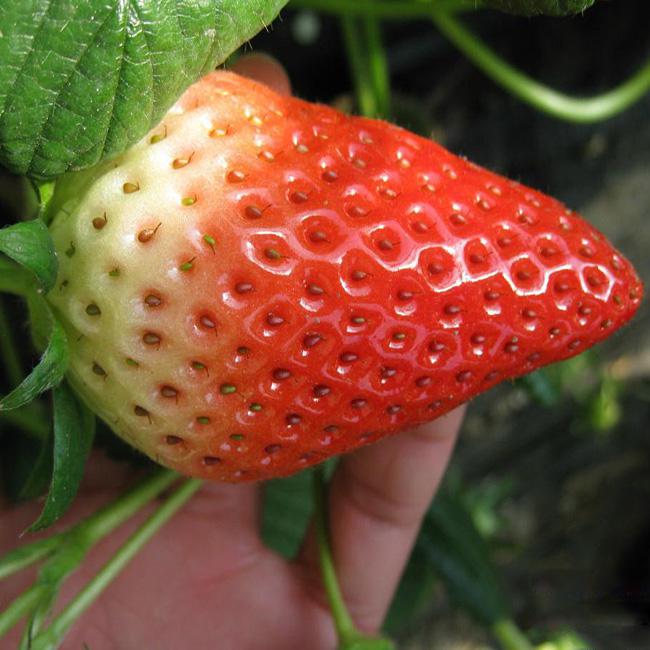 哪里买桃熏草莓苗，桃熏草莓苗灌溉要求