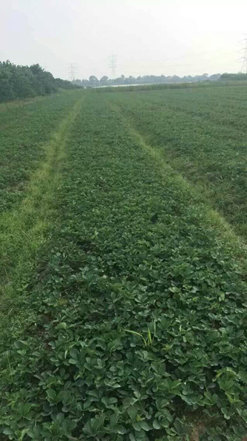 一年妙香草莓苗，妙香草莓苗怎么选地