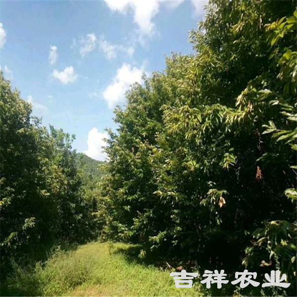 油板栗苗培育基地，油板栗苗哪里好