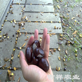 3公分無刺板栗樹苗，無刺板栗樹苗便宜價格