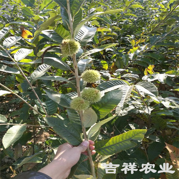 油板栗苗怎么挑选，油板栗苗怎么栽植