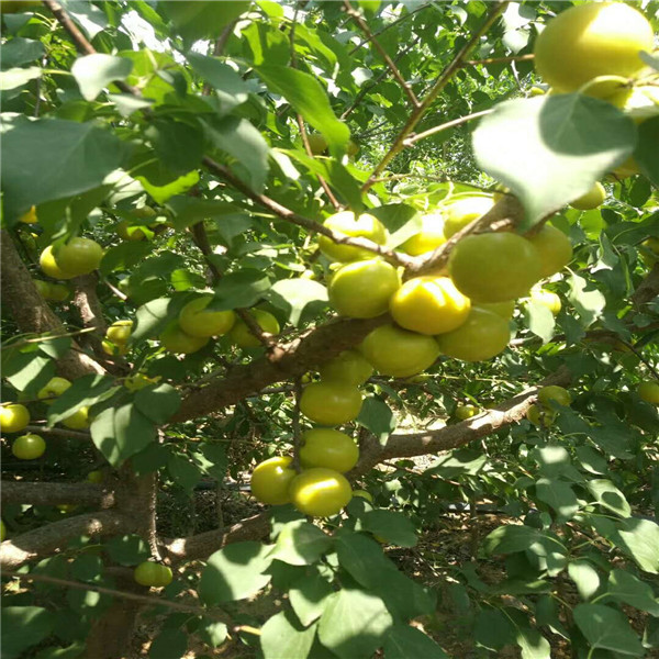 一年生红丰杏树苗培育基地