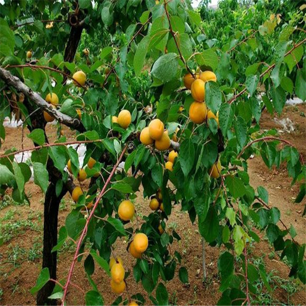 福建5公分荷兰香蜜杏树苗厂家供应