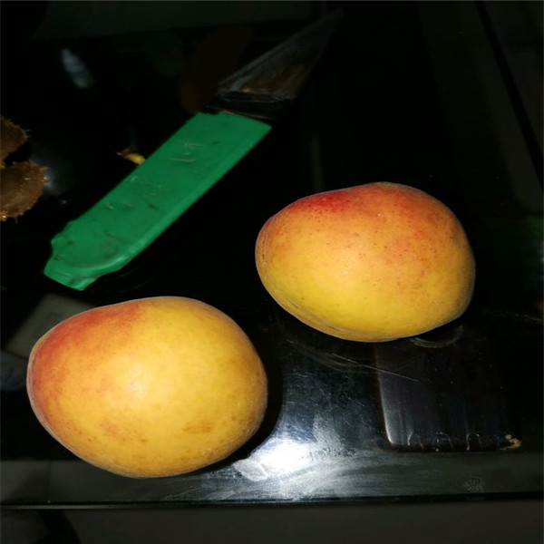 1米高香蜜杏树苗、香蜜杏树苗价格