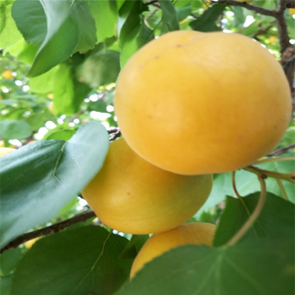8公分荷兰香蜜杏树苗价格